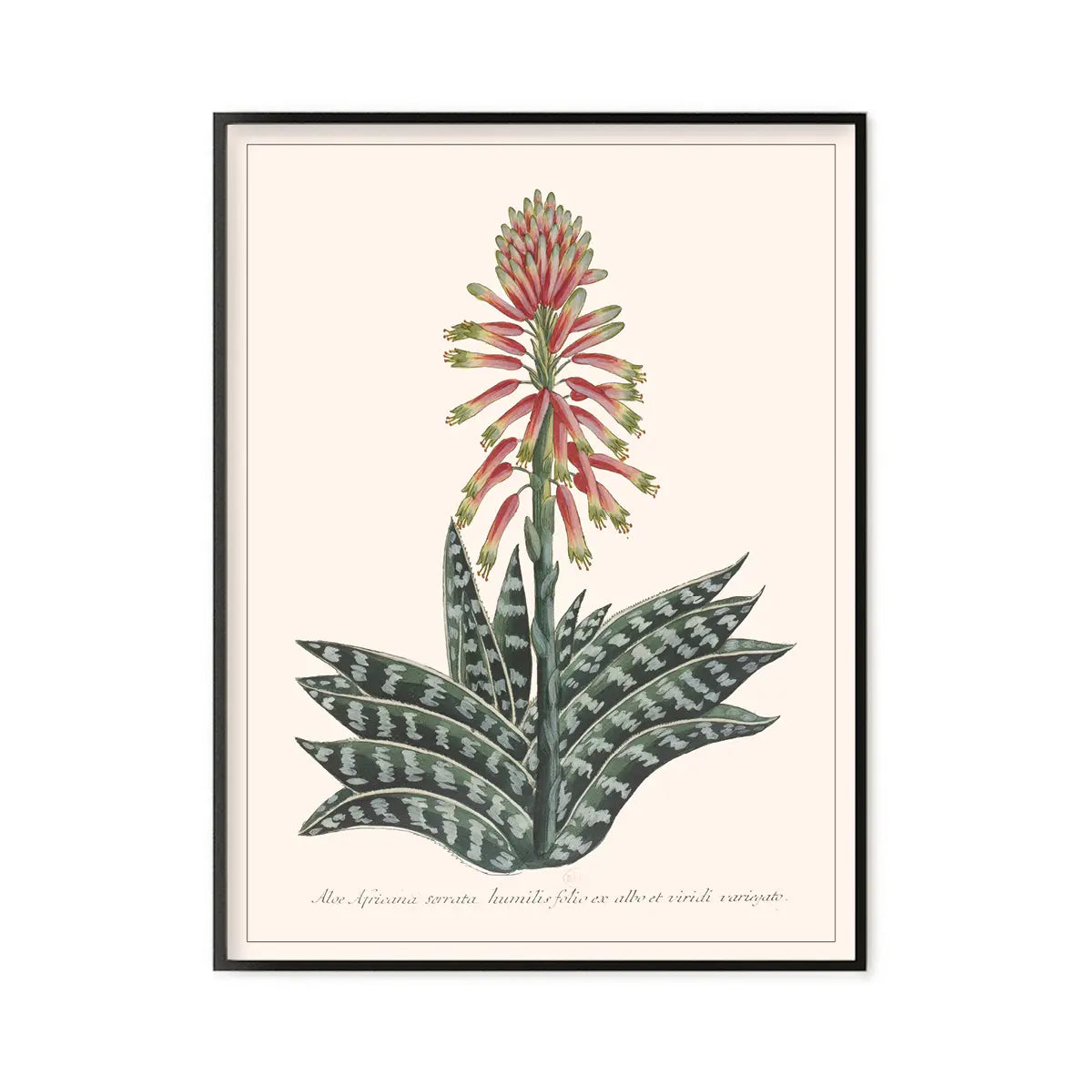 Impression d'art sur coton Aloe africana