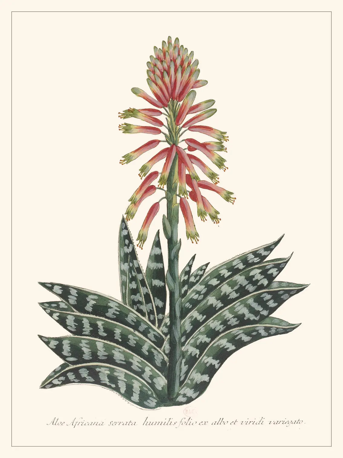 Impression d'art sur coton Aloe africana