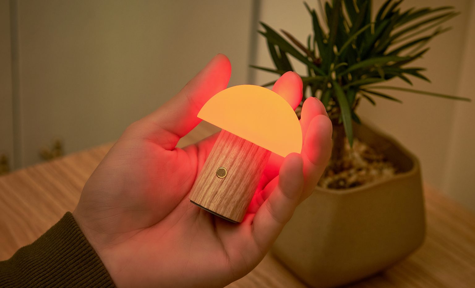 Champignon lumineux