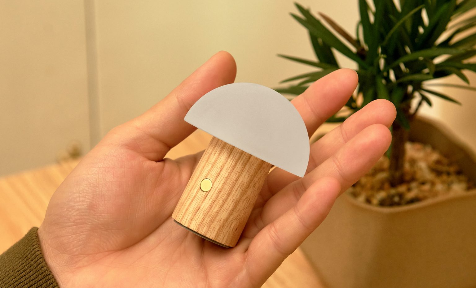 Champignon lumineux