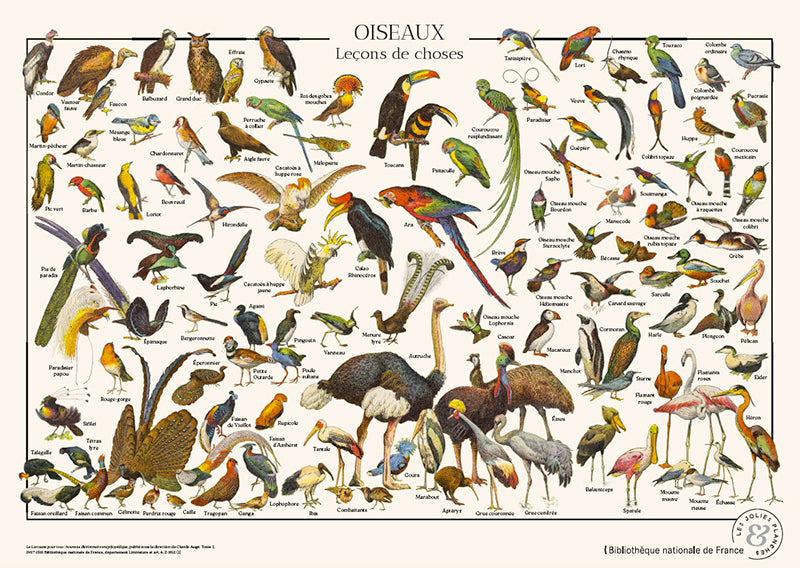Puzzle Oiseaux 1000 pièces